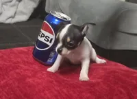 Tiny , a male Chihuahua for sale in Bradenton, FL – Photo 1 of 10