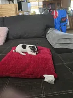 Tiny , a male Chihuahua for sale in Bradenton, FL – Photo 9 of 10