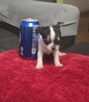 Tiny , a male Chihuahua for sale in Bradenton, FL – Photo 5 of 10