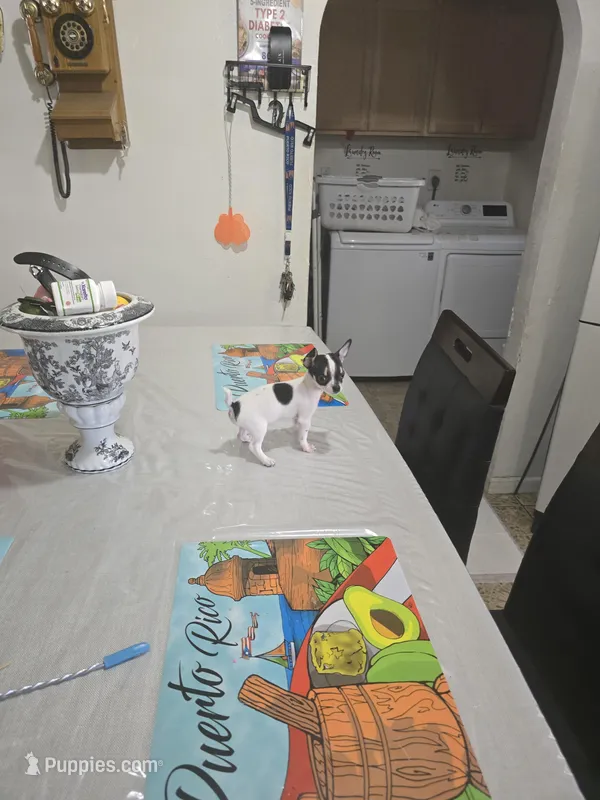 Tiny  – Chihuahua puppy for sale in Bradenton, FL