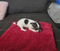 Tiny , a male Chihuahua for sale in Bradenton, FL – Photo 5 of 10