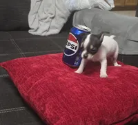 Tiny , a male Chihuahua for sale in Bradenton, FL – Photo 7 of 10