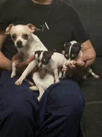 Tiny , a male Chihuahua for sale in Bradenton, FL – Photo 10 of 10
