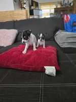 Tiny , a male Chihuahua for sale in Bradenton, FL – Photo 10 of 10