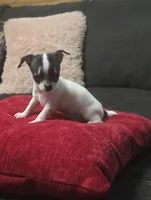 Tiny , a male Chihuahua for sale in Bradenton, FL – Photo 3 of 10