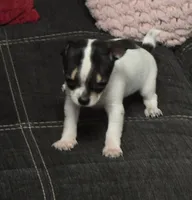 Tiny , a male Chihuahua for sale in Bradenton, FL – Photo 2 of 10