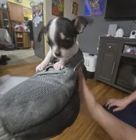 Tiny , a male Chihuahua for sale in Bradenton, FL – Photo 6 of 10