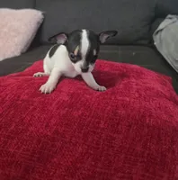 Tiny , a male Chihuahua for sale in Bradenton, FL – Photo 3 of 10