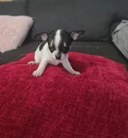 Tiny , a male Chihuahua for sale in Bradenton, FL – Photo 7 of 10