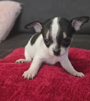 Tiny , a male Chihuahua for sale in Bradenton, FL – Photo 1 of 10