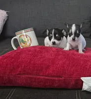 Tiny , a male Chihuahua for sale in Bradenton, FL – Photo 6 of 10