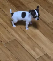 Tiny , a male Chihuahua for sale in Bradenton, FL – Photo 8 of 10