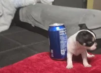 Tiny , a male Chihuahua for sale in Bradenton, FL – Photo 4 of 10