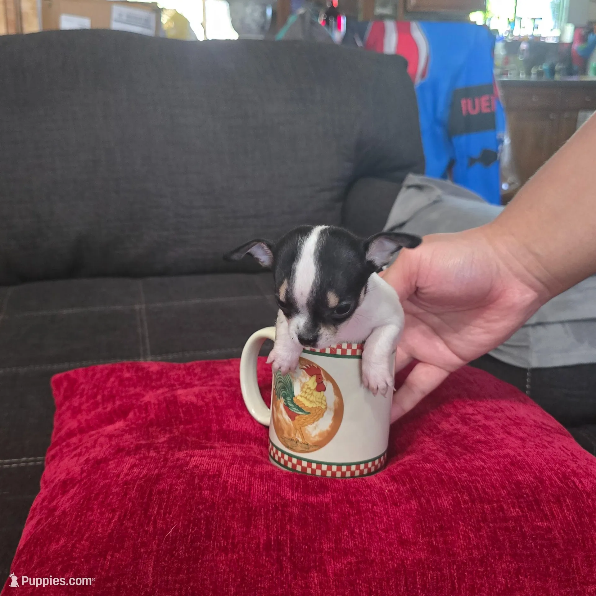 Tiny , a male Chihuahua for sale in Bradenton, FL – Photo 2 of 10