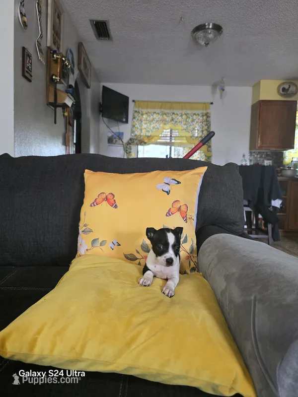 Chihuahua 2 – Chihuahua puppy for sale in Bradenton, FL