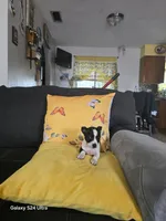 Chihuahua 2, a male Chihuahua for sale in Bradenton, FL – 1 of 7