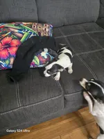 Chihuahua 4, a male Chihuahua for sale in Bradenton, FL – 7 of 7