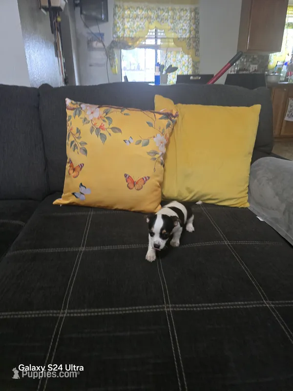 Chihuahua 4 – Chihuahua puppy for sale in Bradenton, FL