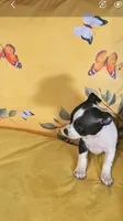 Chihuahua 2, a male Chihuahua for sale in Bradenton, FL – 2 of 7