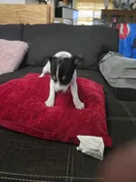 Cheeks , a male Chihuahua for sale in Bradenton, FL – Photo 9 of 10