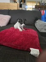 Cheeks , a male Chihuahua for sale in Bradenton, FL – Photo 6 of 10