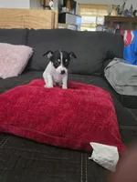 Cheeks , a male Chihuahua for sale in Bradenton, FL – Photo 8 of 10