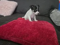 Cheeks , a male Chihuahua for sale in Bradenton, FL – Photo 3 of 10