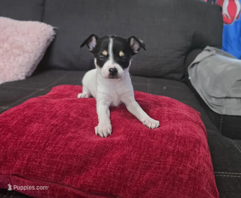 Cheeks  – Chihuahua puppy for sale in Bradenton, FL