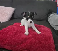 Cheeks , a male Chihuahua for sale in Bradenton, FL – Photo 2 of 10