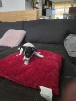 Cheeks , a male Chihuahua for sale in Bradenton, FL – Photo 7 of 10