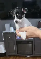 Cheeks , a male Chihuahua for sale in Bradenton, FL – Photo 2 of 10