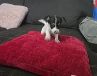 Cheeks , a male Chihuahua for sale in Bradenton, FL – Photo 5 of 10