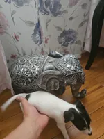 Cheeks , a male Chihuahua for sale in Bradenton, FL – Photo 9 of 10