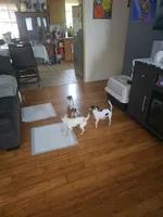 Cheeks , a male Chihuahua for sale in Bradenton, FL – Photo 7 of 10