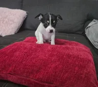 Cheeks , a male Chihuahua for sale in Bradenton, FL – Photo 4 of 10