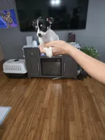 Cheeks , a male Chihuahua for sale in Bradenton, FL – Photo 6 of 10