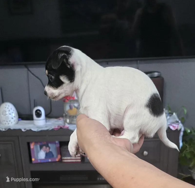 Cheeks , a male Chihuahua for sale in Bradenton, FL – Photo 1 of 10