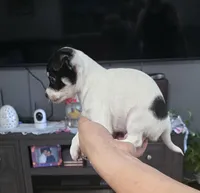 Cheeks , a male Chihuahua for sale in Bradenton, FL – Photo 1 of 10