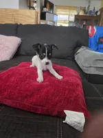 Cheeks , a male Chihuahua for sale in Bradenton, FL – Photo 10 of 10