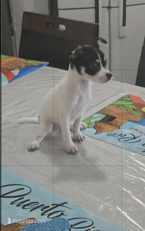 Cheeks  – Chihuahua puppy for sale in Bradenton, FL