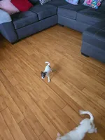 Cheeks , a male Chihuahua for sale in Bradenton, FL – Photo 8 of 10