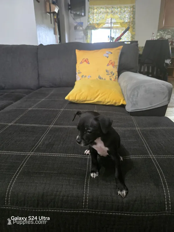Chihuahua 3 – Chihuahua puppy for sale in Bradenton, FL