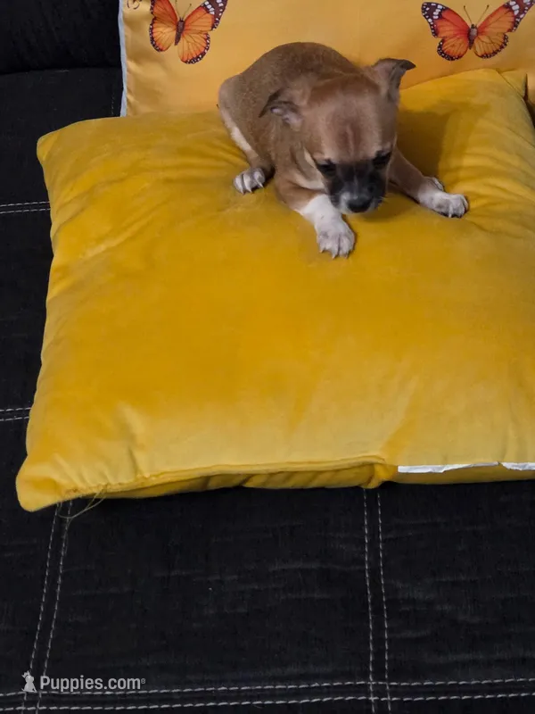 Chihuahua 1 – Chihuahua puppy for sale in Bradenton, FL