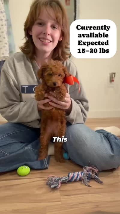 Sandy, a female Goldendoodle for sale in Santa Clara, UT – 7 of 9