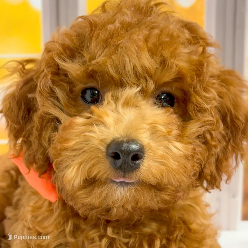 Sandy – Goldendoodle puppy for sale in Santa Clara, UT