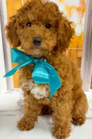     Squidward, a male Goldendoodle for sale in Santa Clara, UT – 3 of 8