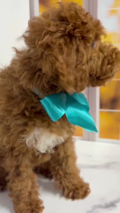     Squidward, a male Goldendoodle for sale in Santa Clara, UT – 6 of 8