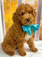     Squidward, a male Goldendoodle for sale in Santa Clara, UT – 4 of 8