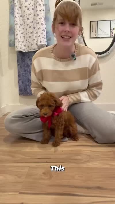 Puff, a female Goldendoodle for sale in Santa Clara, UT – 6 of 8