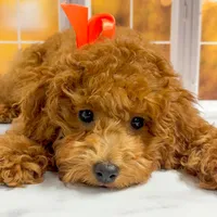 Sandy, a female Goldendoodle for sale in Santa Clara, UT – 4 of 9